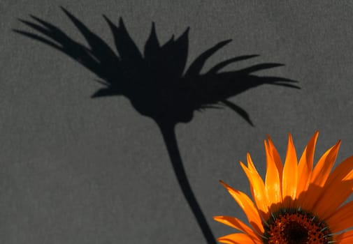 Shadow