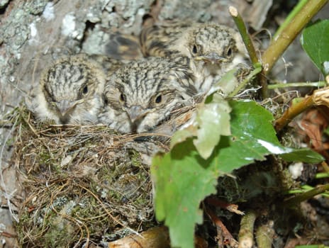 The Song Thrush (Turdus philomelos) is a species of bird in the family Turdidae and Passeriformes.
