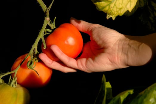 Tomato harvest