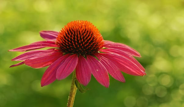 A little flower greeting to very dear friends..... Good morning.....!