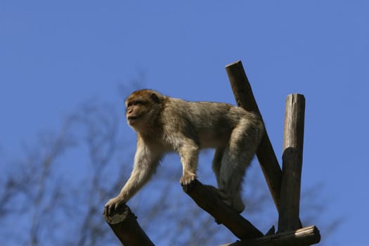 The Guardian