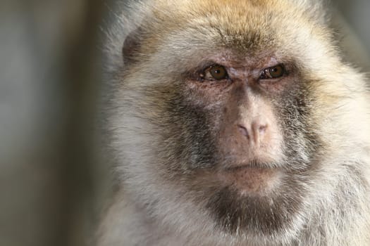 Mountain monkey