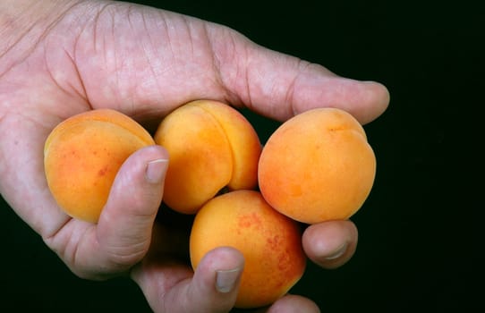 Fresh apricots