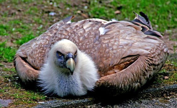 Vulture whale
