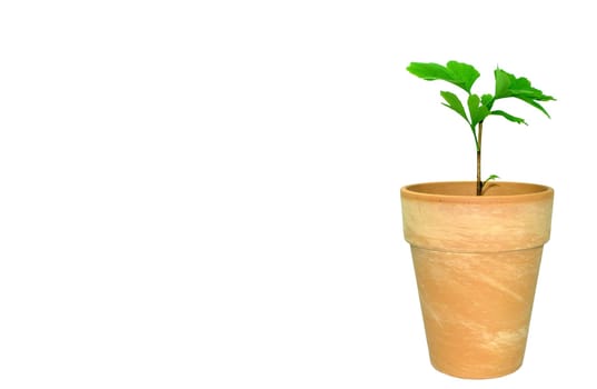 Sapling