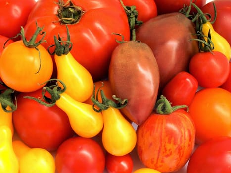 Tomato 08