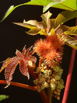 Wunderbaum 02