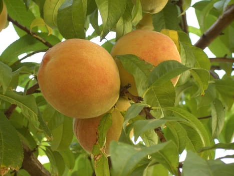 Peach 02