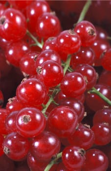 Currants