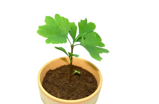 Sapling