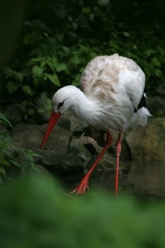 Stork