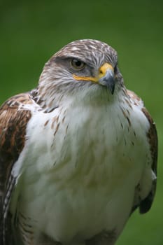 Buteo Regalis