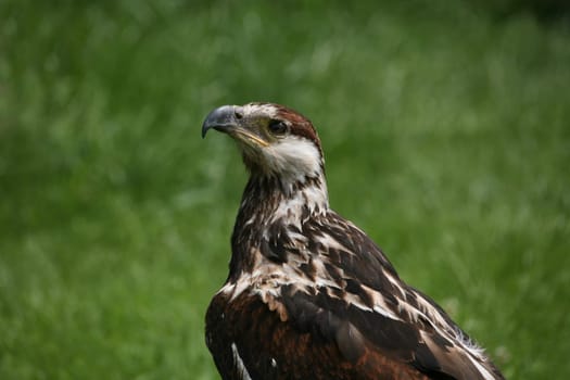 African Fish Eagle
