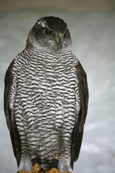 Hawk