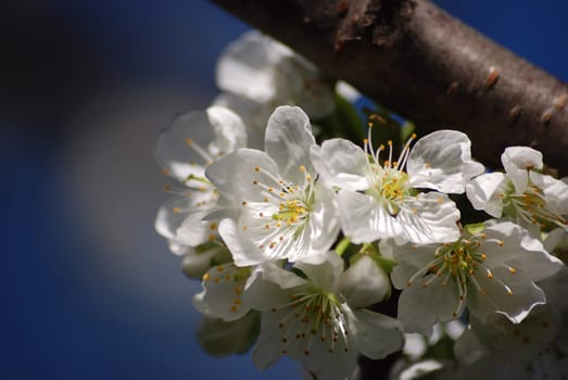 Cherry blossom