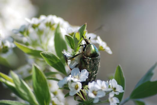 Beetle