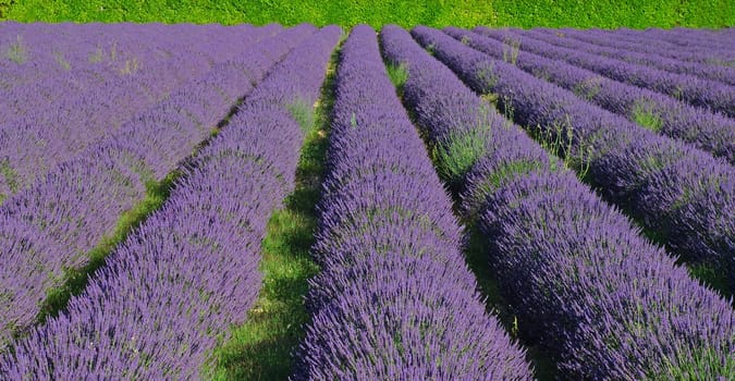 Lavender field