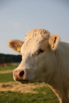 Cattle