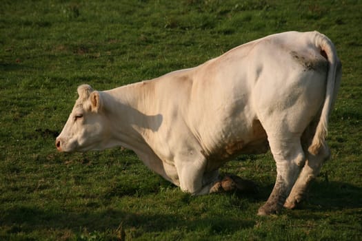 Jersey beef