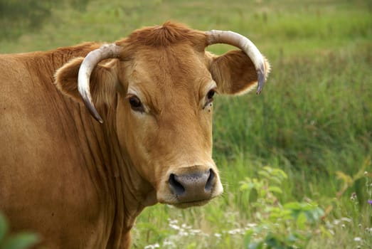.. I don't know what her name is,but she has a faithful look