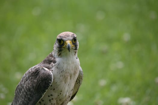 Lanner falcon