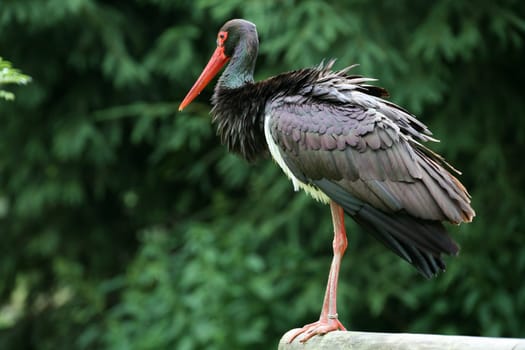Black stork
