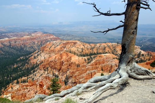 Tree in Bryce Canyon