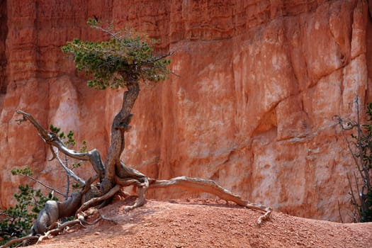 Tree in Bryce Canyon