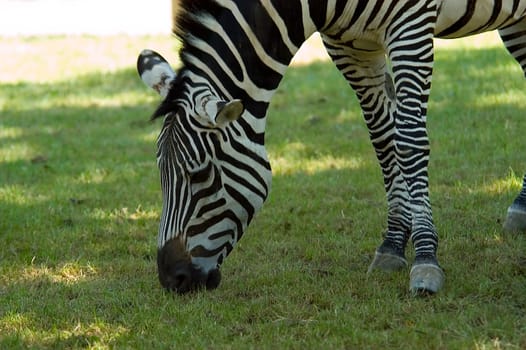 Zebra