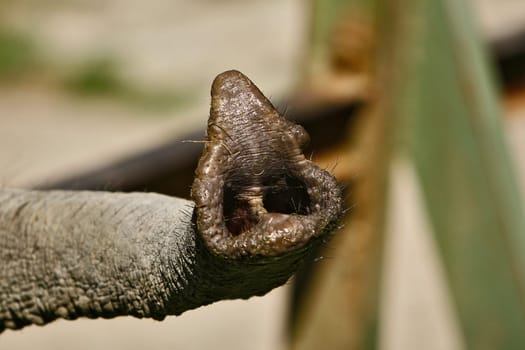 Trunk