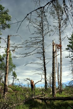 Forest decline