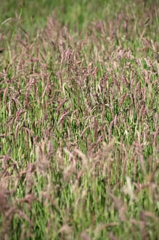 Red fescue