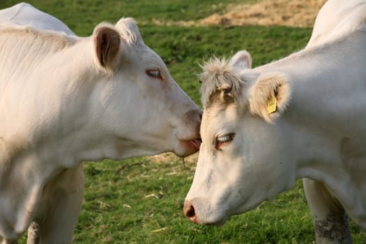 Cattle