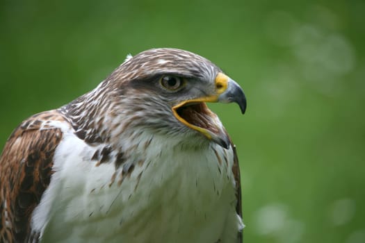 Royal Rough-footed Buzzard