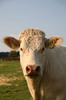 Cattle