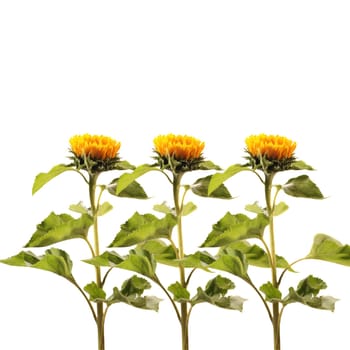 3 sunflowers