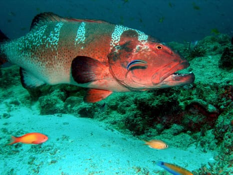 Large largemouth grouper is groomed by a cleaner fish.