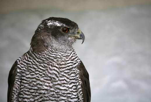 Hawk