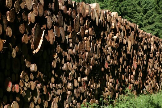 Wood