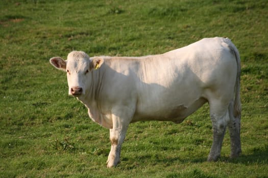Livestock