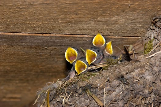 Swallows II