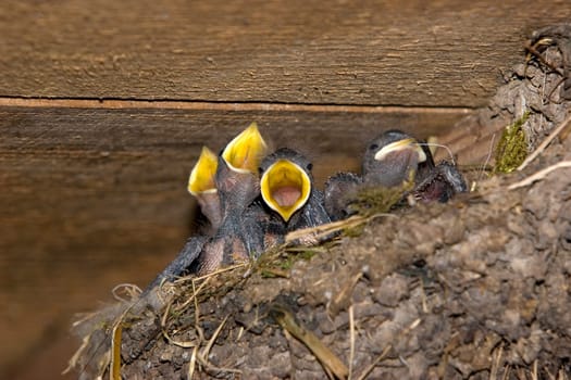 Swallows I