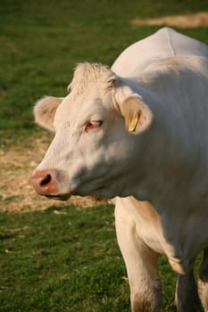 Cattle
