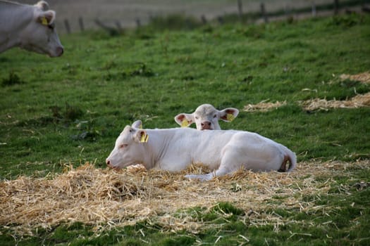 Jersey cattle