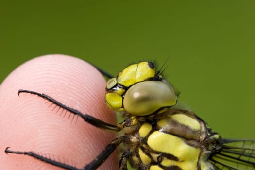 Dragonfly