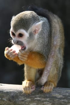 He had previously stolen the ice candy from my dad's jacket pocket - he also knew exactly how to open it.