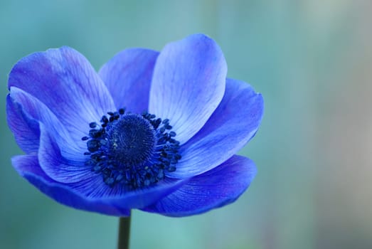 Anemone