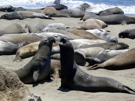 fighting elephant seal bulls