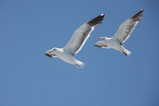 two herring gulls in parallel flight