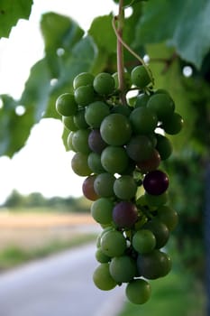Wild wine